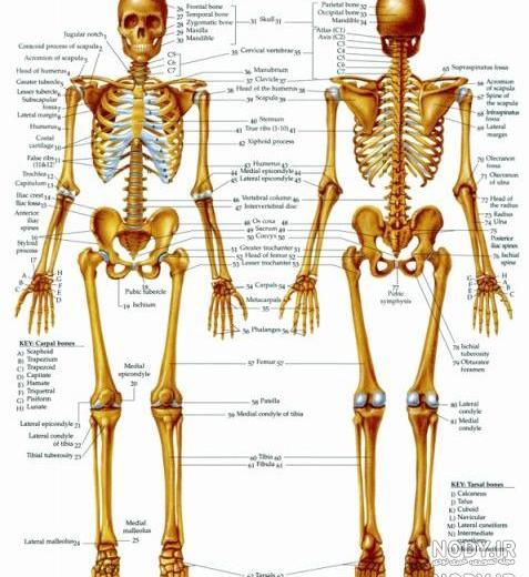 عکس واقعی اسکلت انسان های غول پیکر