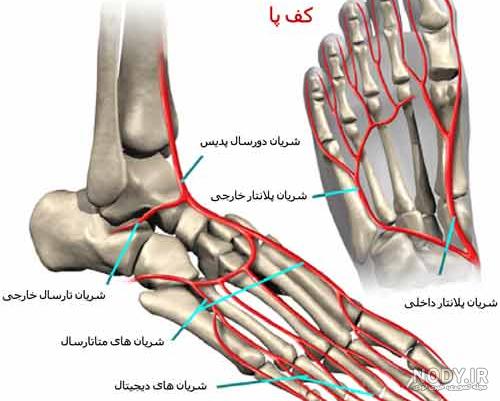 عکس پاسور اسکلت