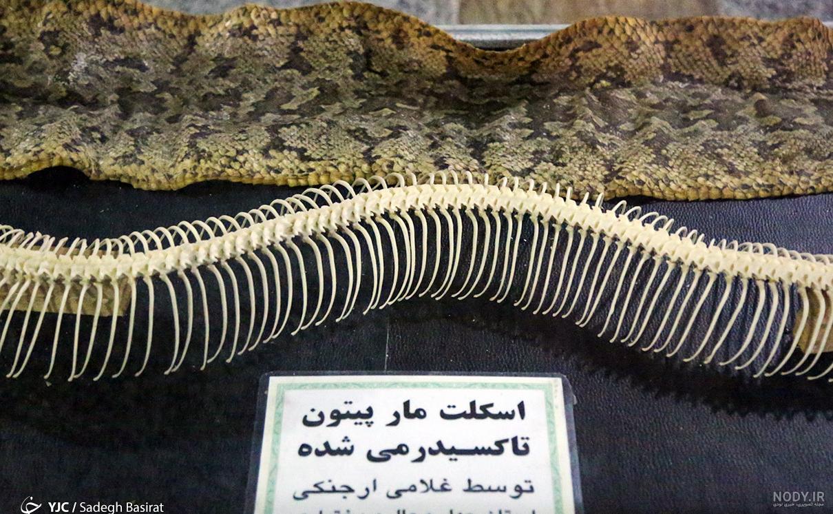 مهره مار افعی مهره مار افعی
