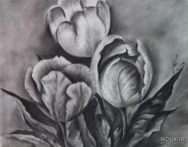 نقاشی سیاه قلم گل رز نقاشی سیاه قلم گل رز