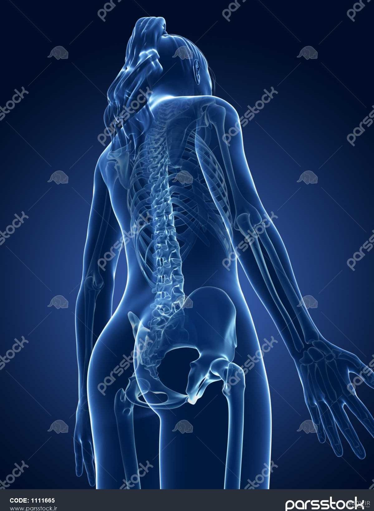 وظایف هر یک از اعضای بدن