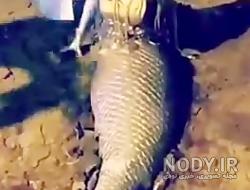 پری دریایی فیلم پری دریایی فیلم