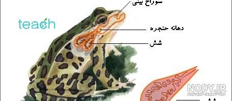 گونه های ماهی