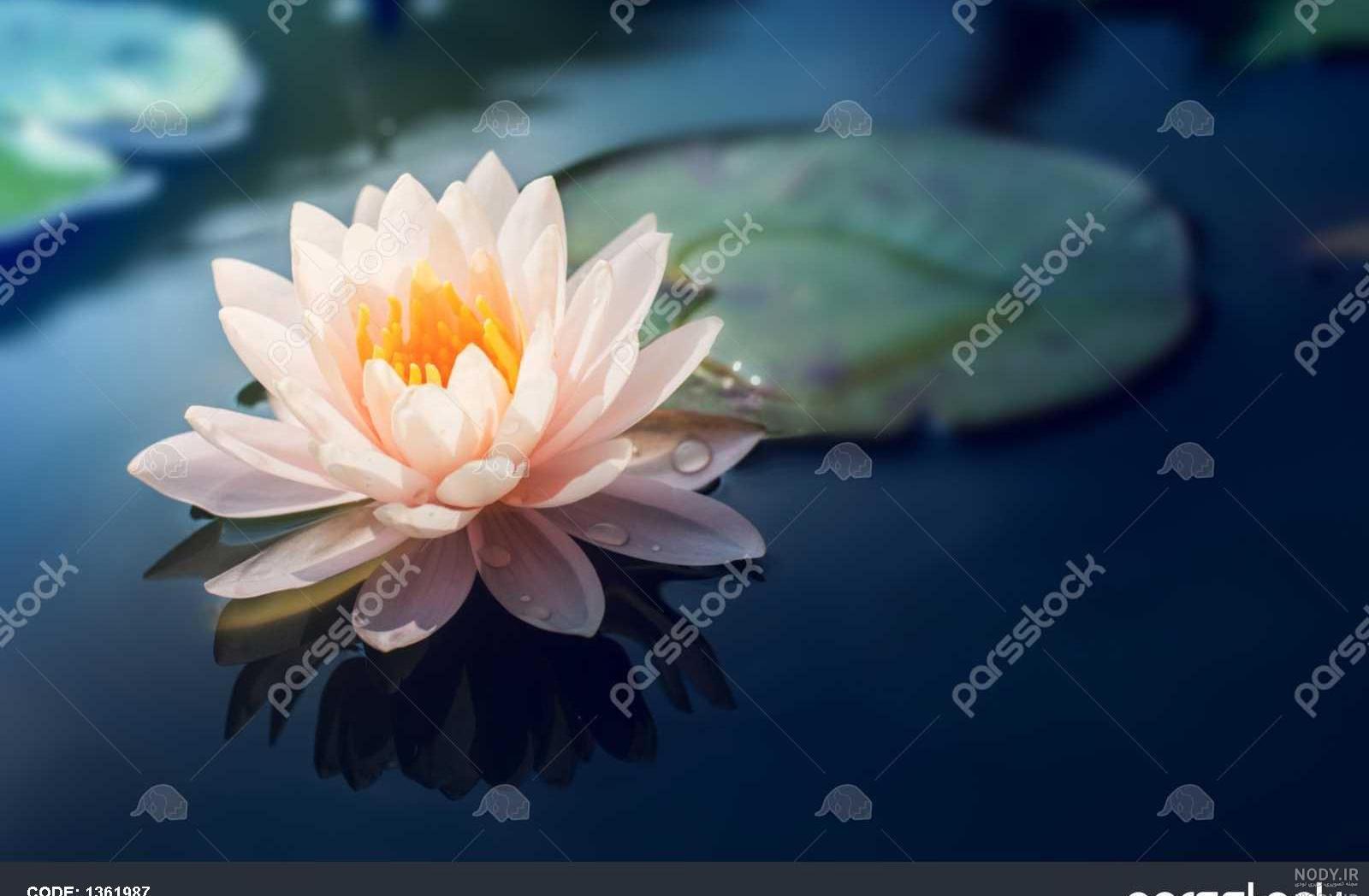 نقاشی گل نیلوفر مرداب نقاشی گل نیلوفر مرداب