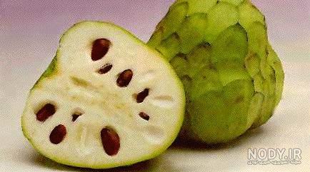 شوگر اپل