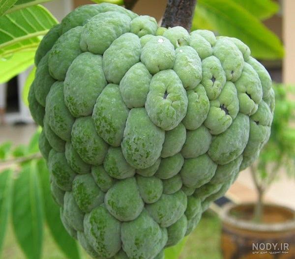 عکس چری مویا