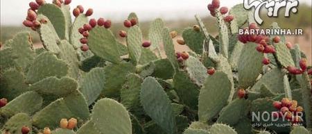 نوشیدنی انجل بری