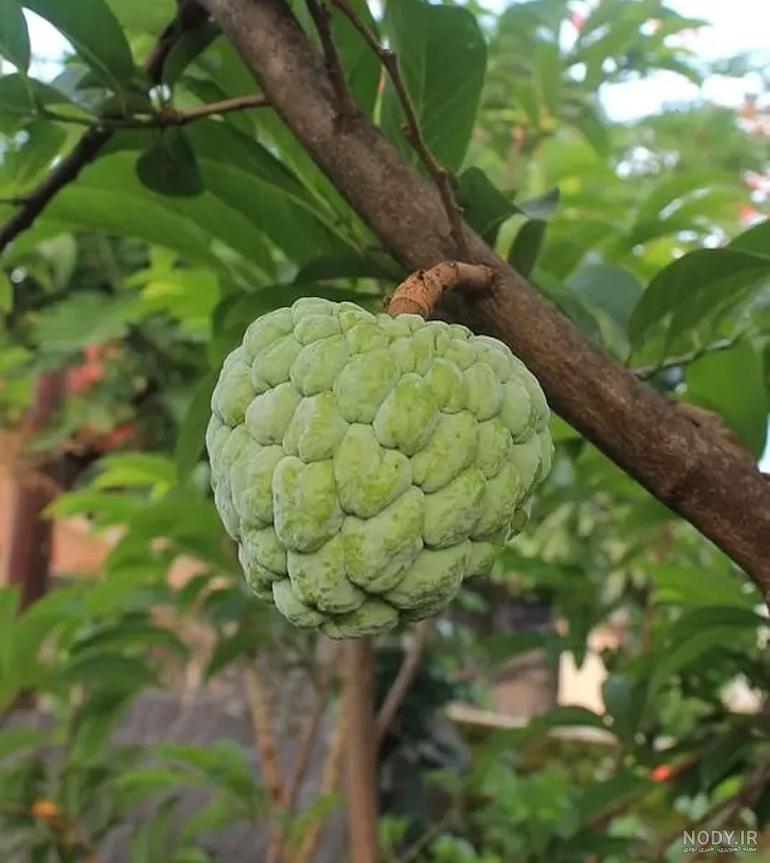 پانچ بری