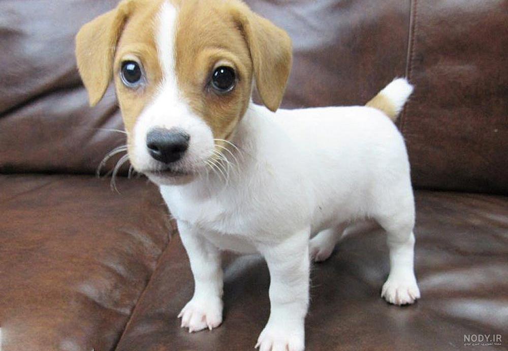 Jack russell قیمت سگ Jack russell قیمت سگ