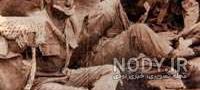 اسامی واقعی آن بیست و سه نفر اسامی واقعی آن بیست و سه نفر