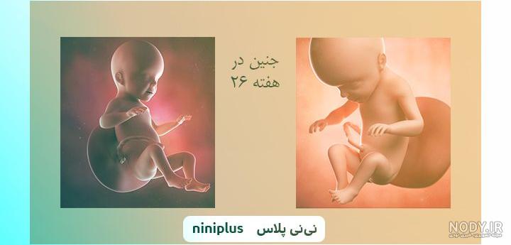 عکس جنین بیست و شش هفته ای