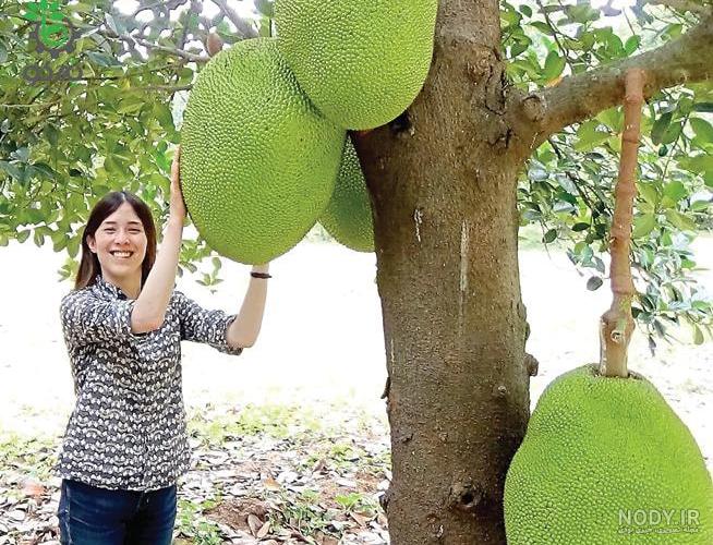 عکس های جک فروت