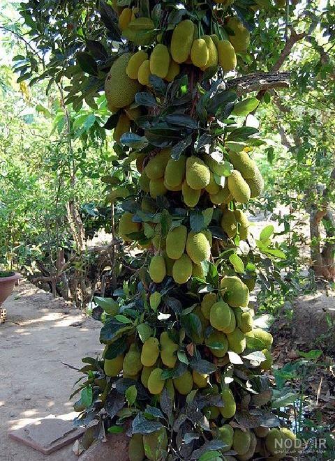 فروش درخت جک فروت