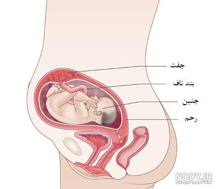فیلم جنین در هفته سی و هفتم