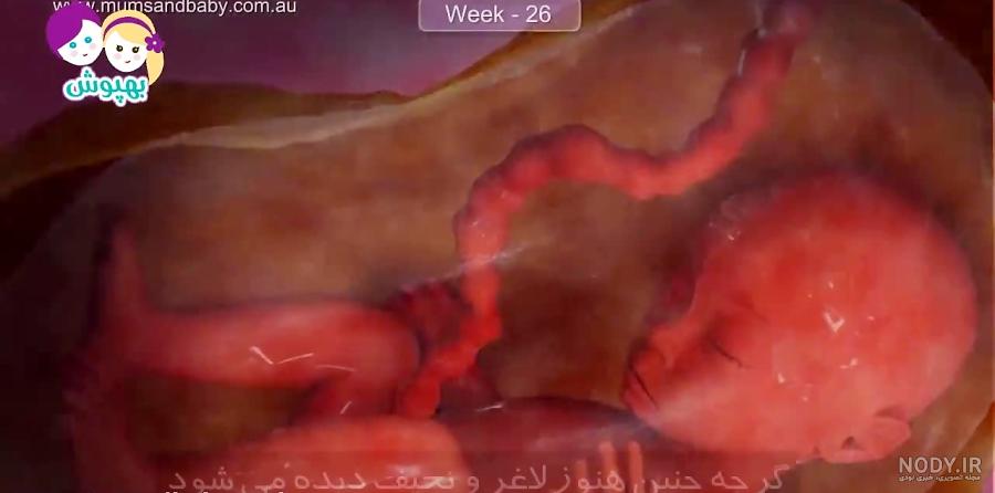 فیلم جنین ۲۴ هفته فیلم جنین ۲۴ هفته