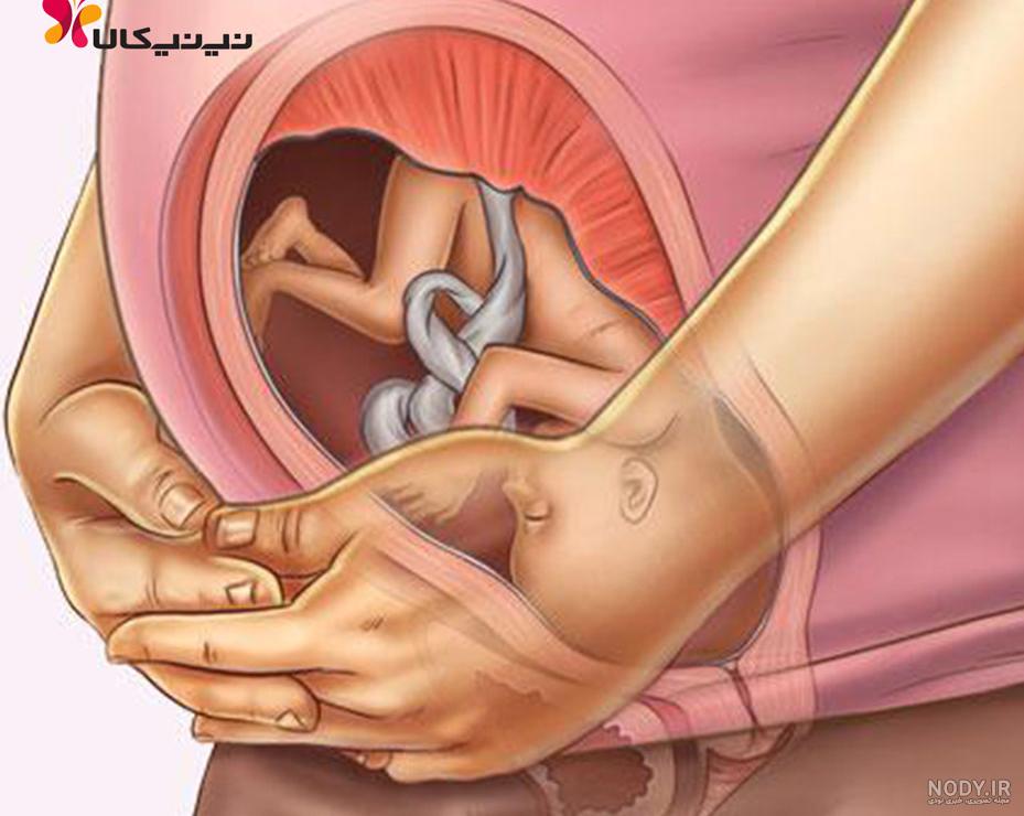 فیلم حرکت جنین در هفته 30