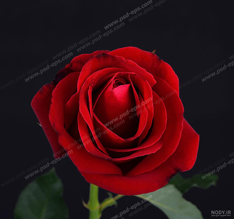 ژست عکس دونفره با گل ژست عکس دونفره با گل