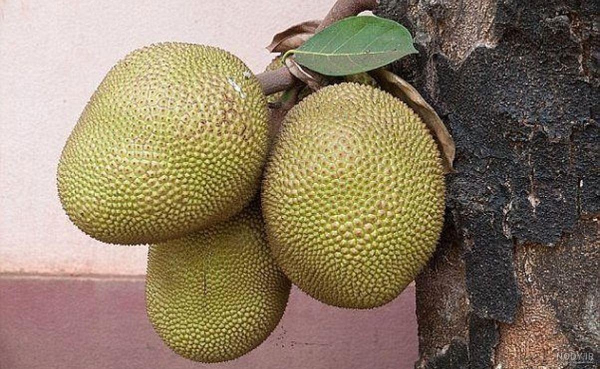 کاشت درخت نان در ایران