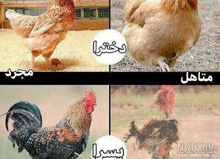 تیکه به دختر مغرور