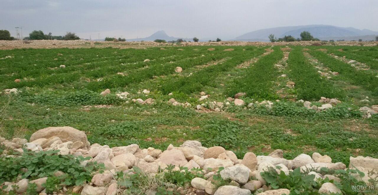 بهترین دکتر برای سزارین در اهواز