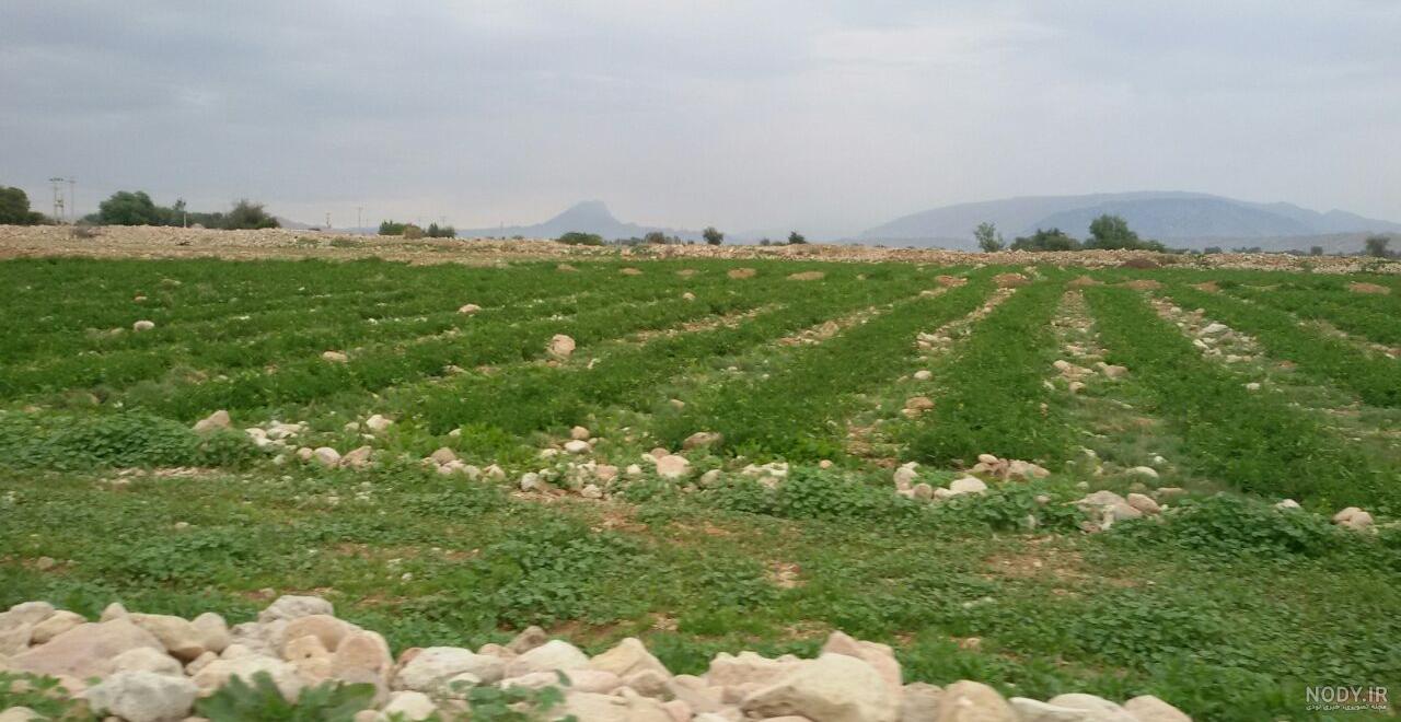 دکتر مالچی