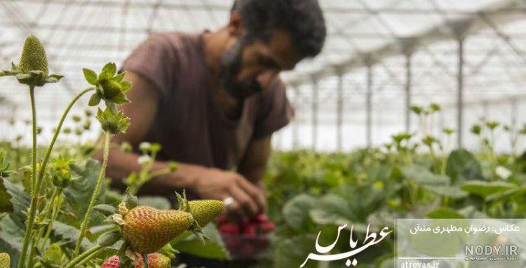 دکتر مهرداد گوهرزاد چالوس