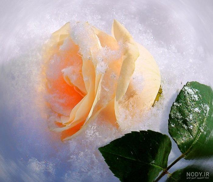 عکس رویای گل
