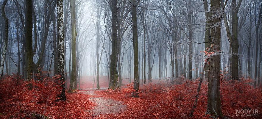 فروش عمده لوبیای سحر آمیز