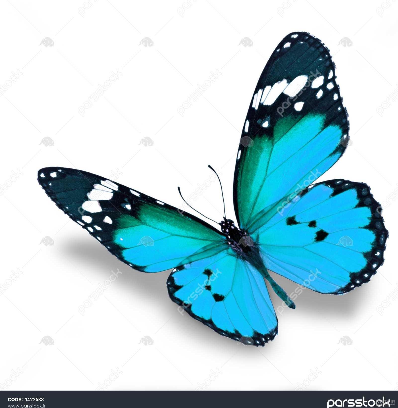 عکس پروانه آبی برای پروفایل