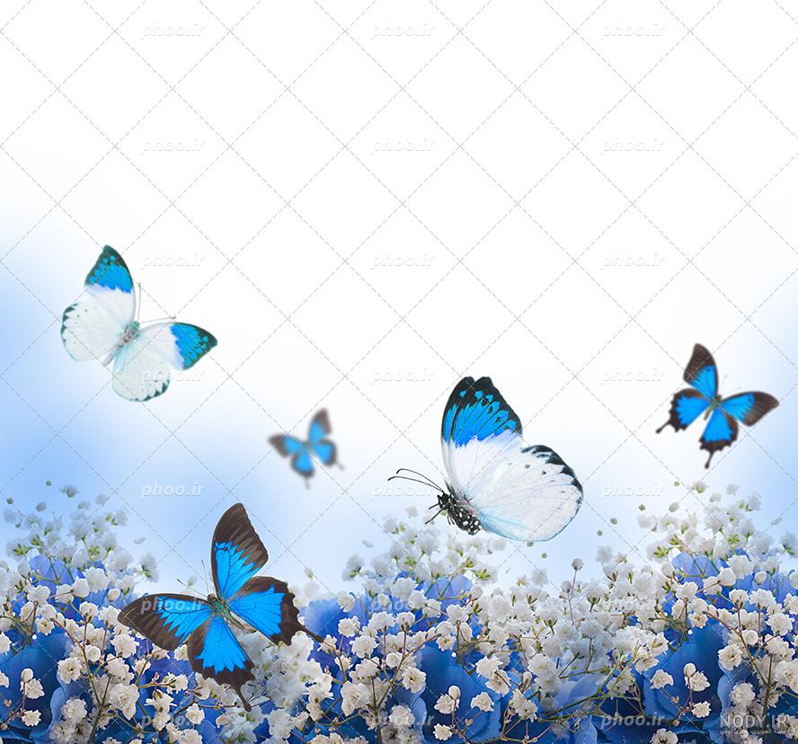 عکس پروانه آبی برای پروفایل