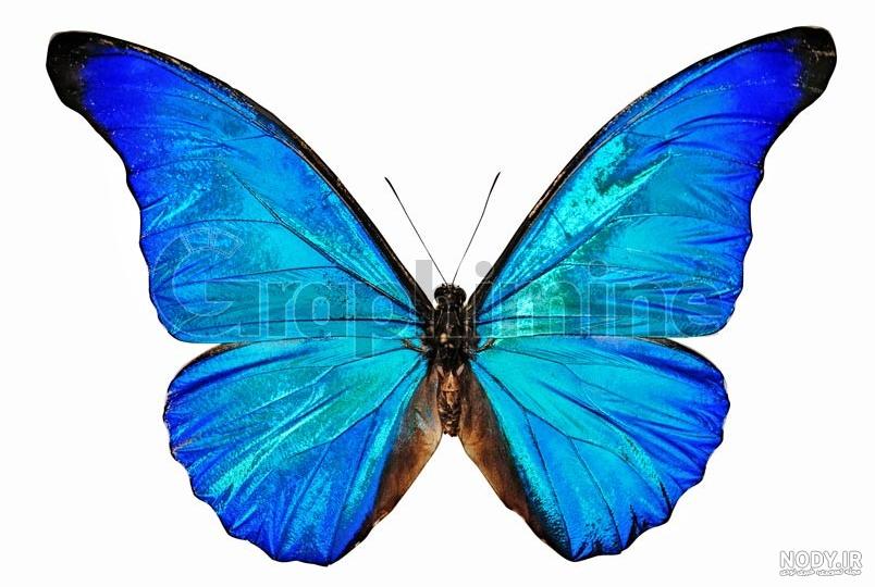 عکس پروانه آبی بسیار زیبا