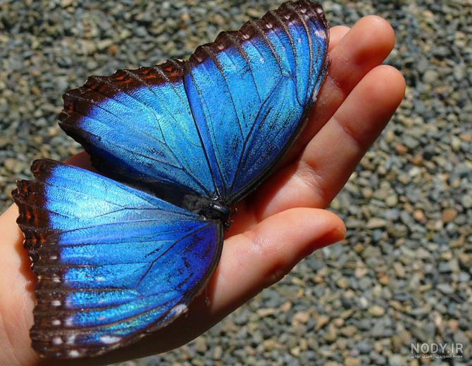 عکس پروانه آبی رنگ