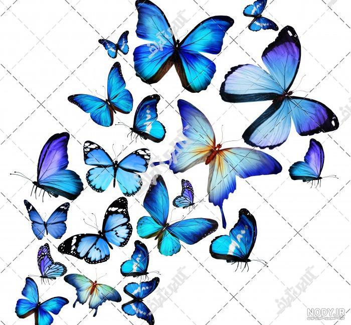 عکس پروانه آبی رنگ