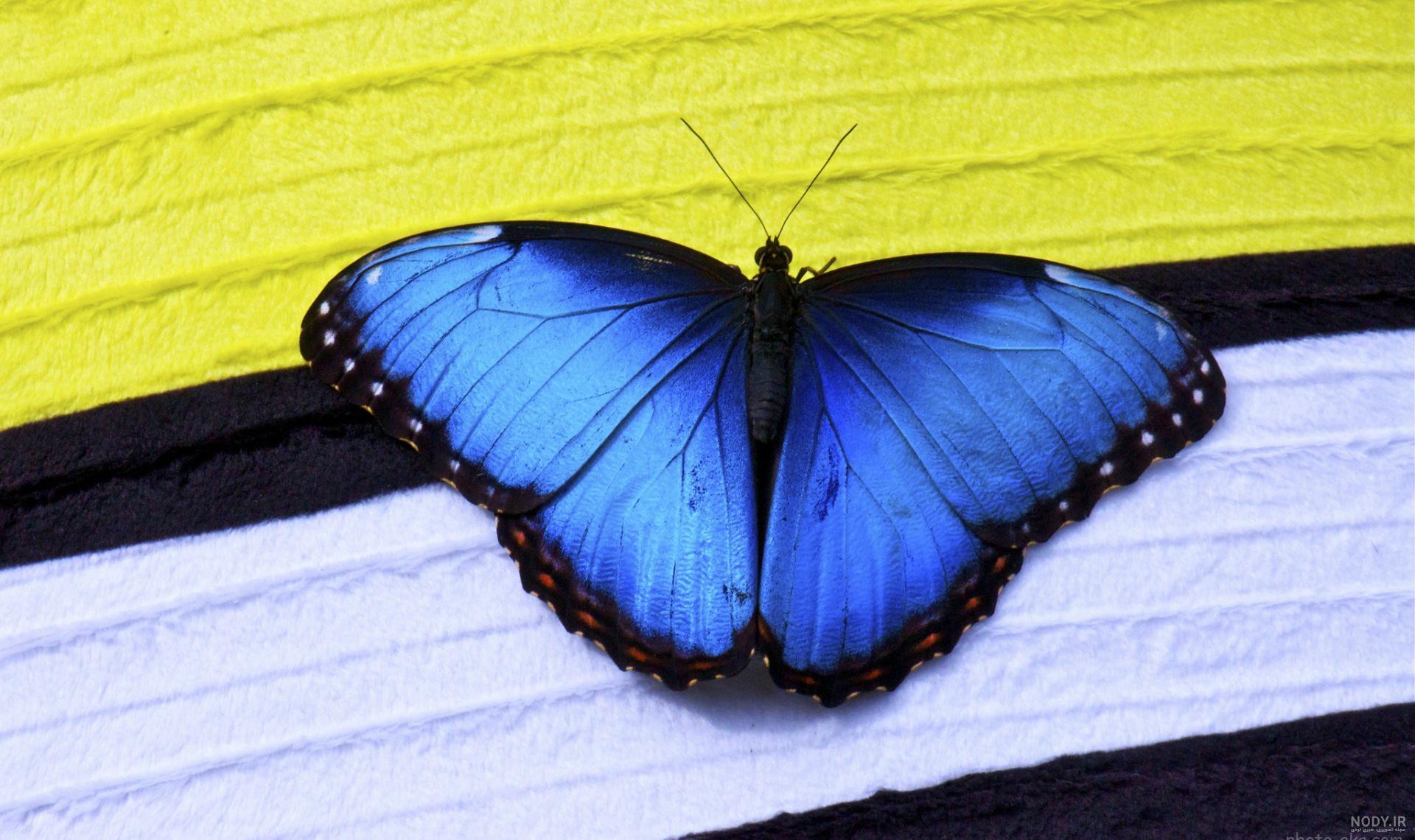 عکس پروانه آبی رنگ زیبا