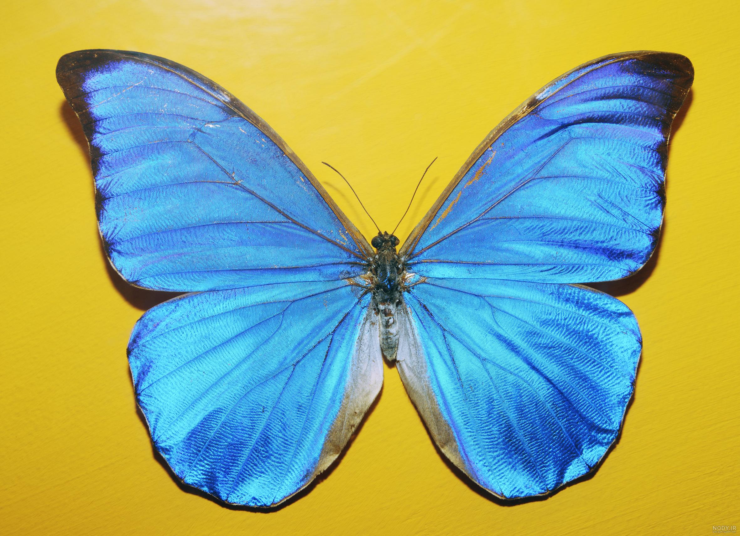 عکس پروانه آبی و مشکی