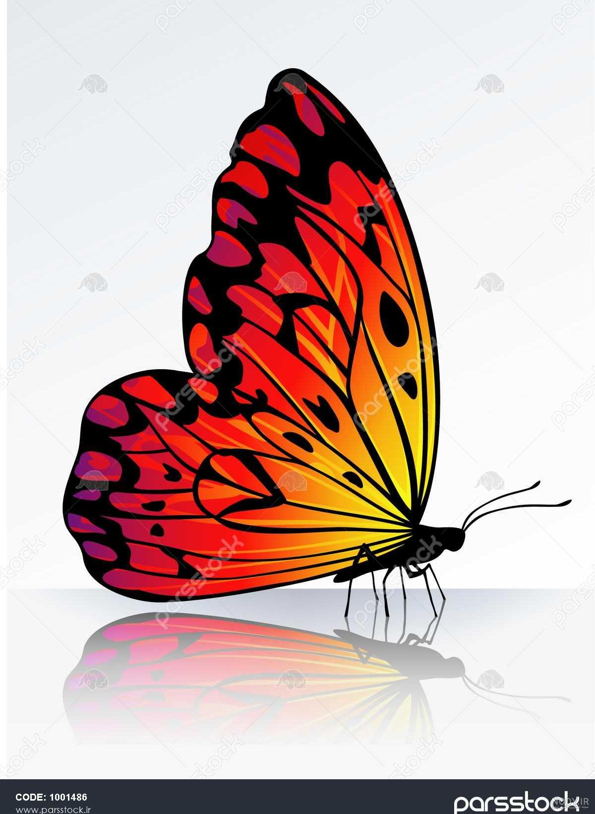 عکس پروانه رنگی زیبا