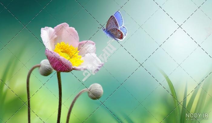 عکس پروانه روی دست دختر عکس پروانه روی دست دختر