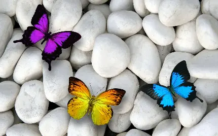 عکس پروانه زرد