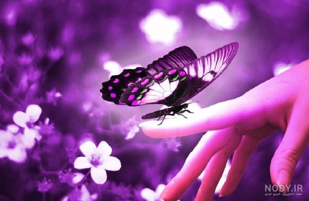 عکس پروانه های رنگی