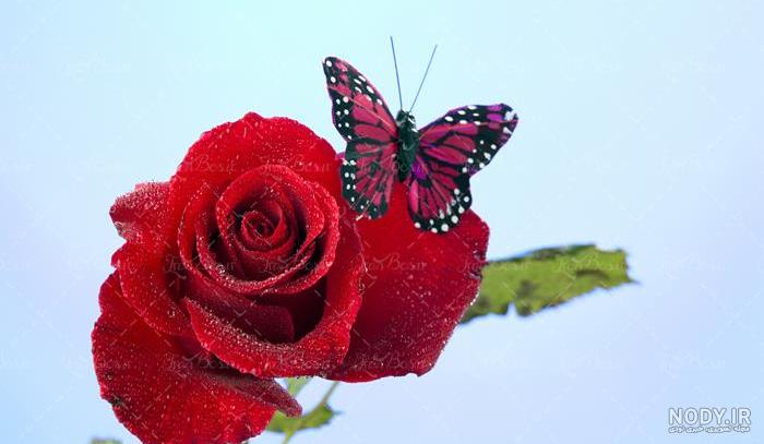 عکس پروانه واقعی عکس پروانه واقعی