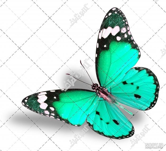 عکس پروانه کارتونی عکس پروانه کارتونی