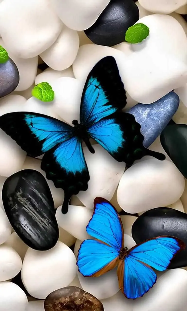 عکسهای پروانه آبی