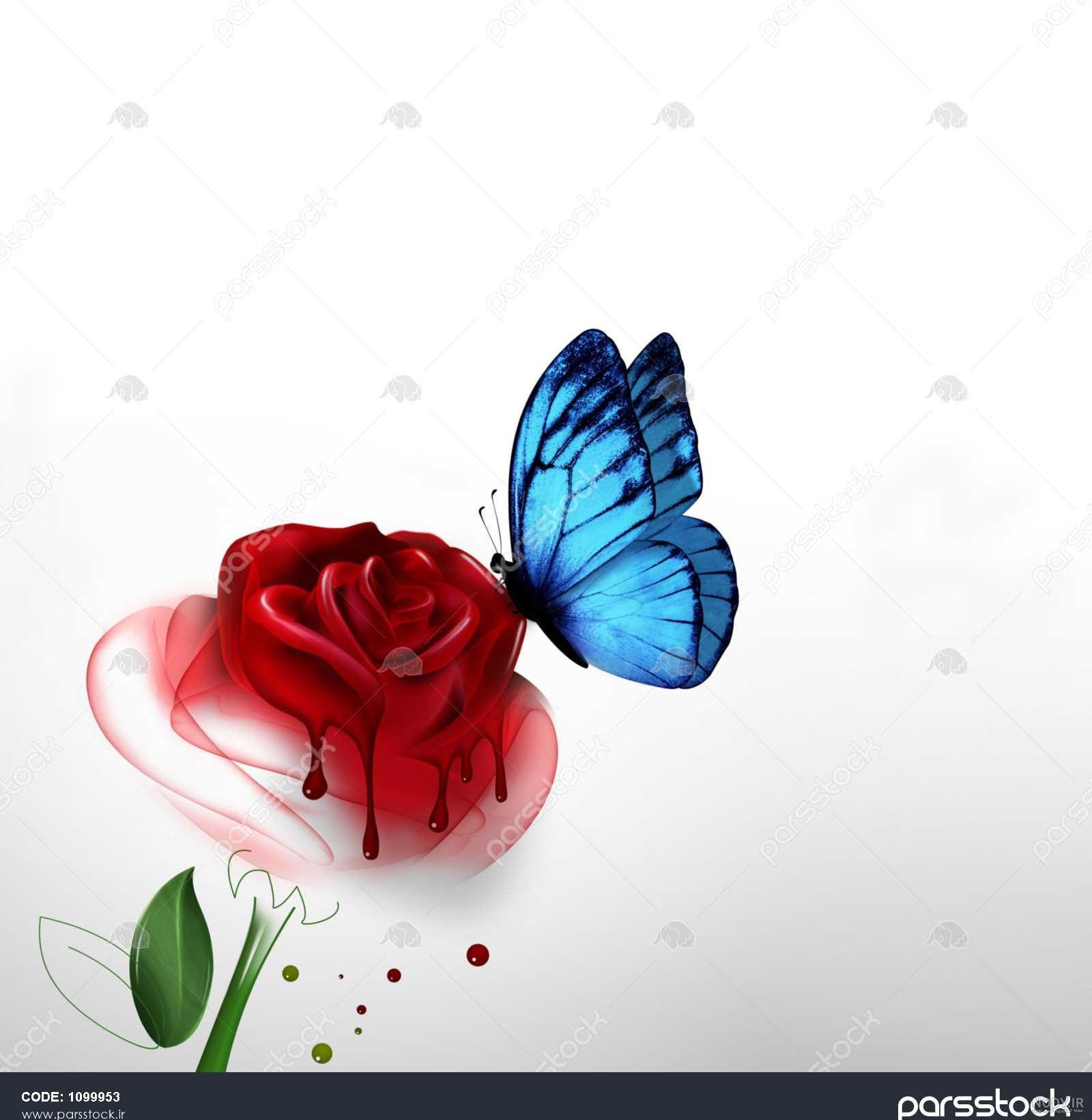 پروانه آبی پروانه آبی