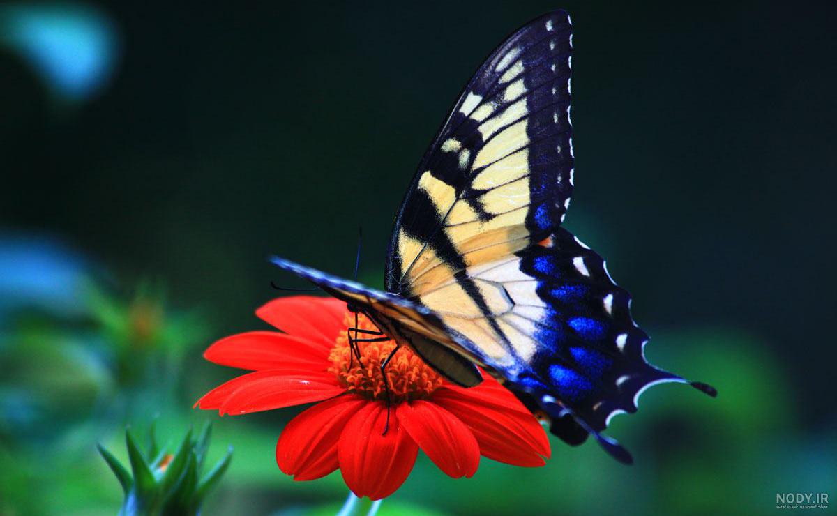 پروانه سبز پروانه سبز