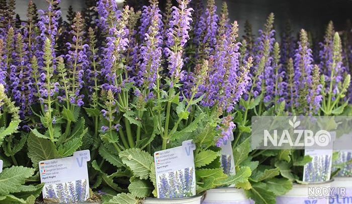 بهترین قرص برای پاکسازی کلیه