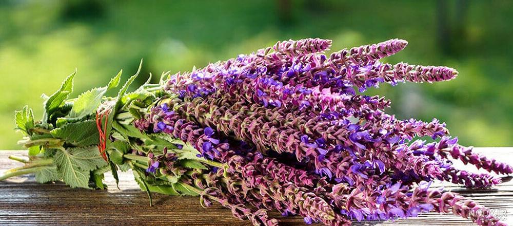 خواص آویشن برای کلیه