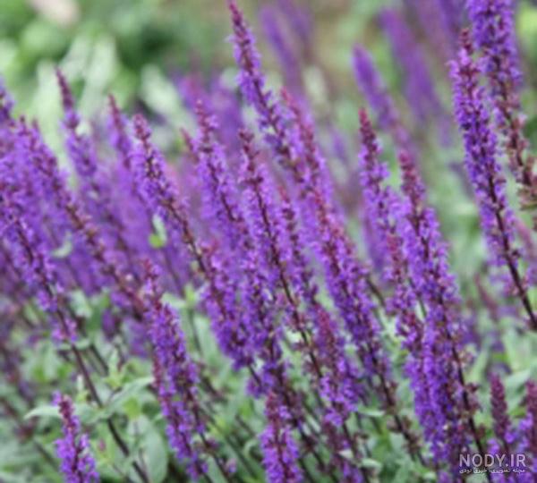 خواص بابونه برای کلیه