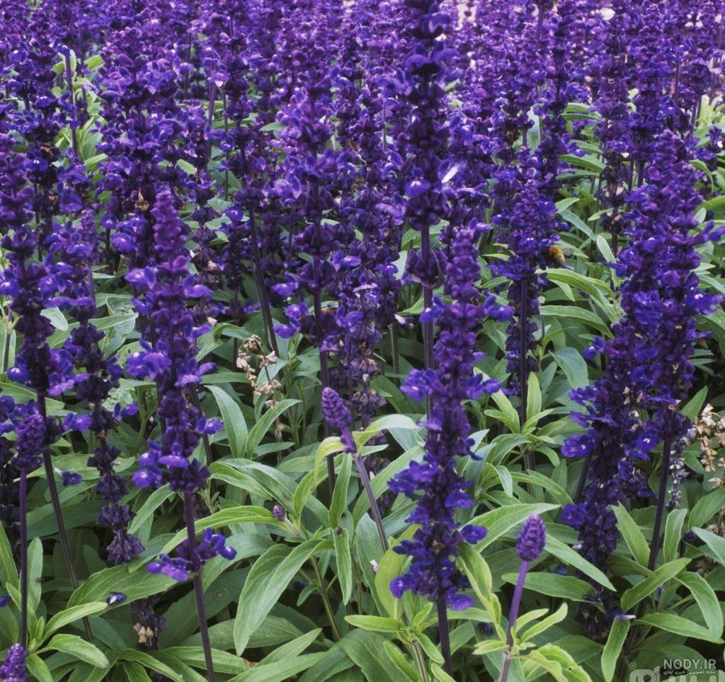 خواص مریم گلی برای سنگ کلیه