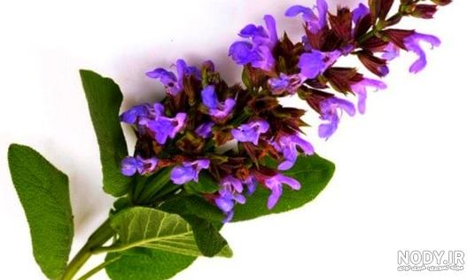 خواص مریم گلی برای کلیه