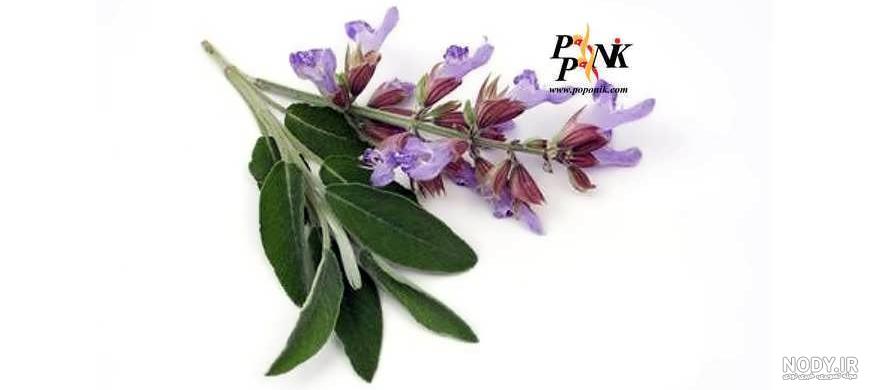 خواص مریم گلی برای کلیه